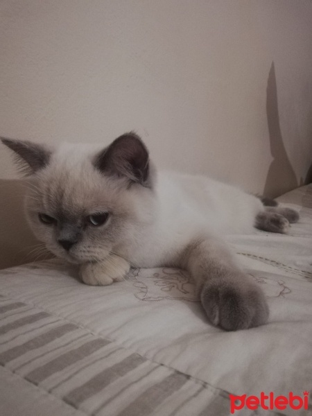 British Shorthair, Kedi  Bihter fotoğrafı