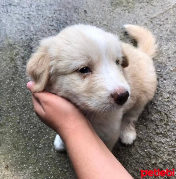 Golden Retriever, Köpek  Murphy fotoğrafı