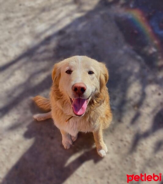 Golden Retriever, Köpek  Murphy fotoğrafı