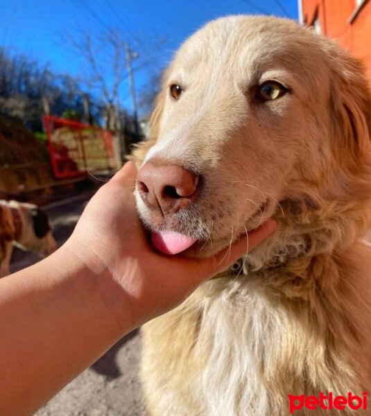 Golden Retriever, Köpek  Murphy fotoğrafı