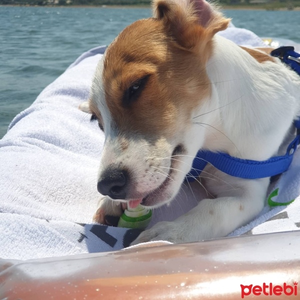 Jack Russell Terrier, Köpek  Dost fotoğrafı