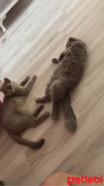 Scottish Fold, Kedi  Merkür ve Venüs fotoğrafı