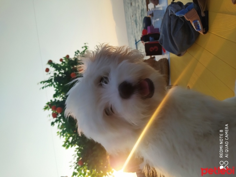 Maltese, Köpek  Marla fotoğrafı
