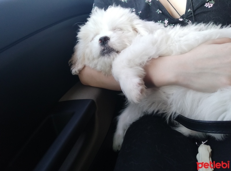 Maltese, Köpek  Marla fotoğrafı