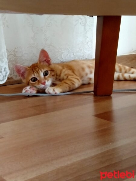 Tekir Kedi, Kedi  Karamel fotoğrafı