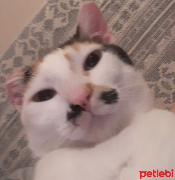 Tekir Kedi, Kedi  Gofret fotoğrafı