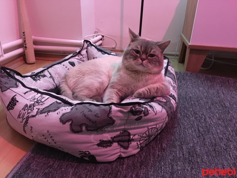 British Shorthair, Kedi  pika fotoğrafı