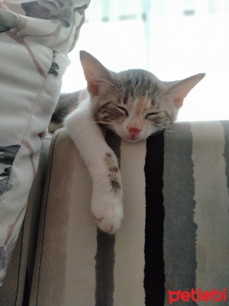 Tekir Kedi, Kedi  Dürüm fotoğrafı