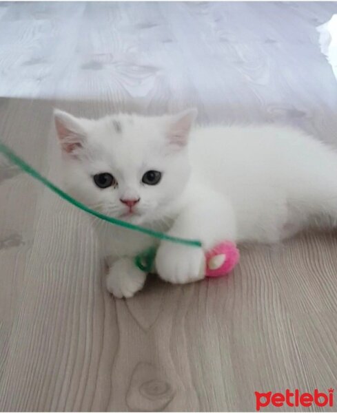 British Shorthair, Kedi  Luna fotoğrafı