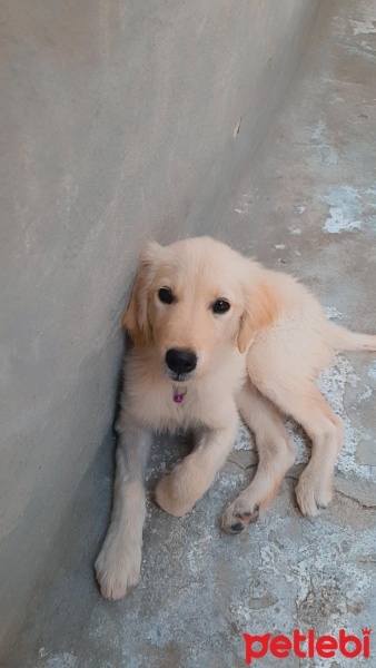 Golden Retriever, Köpek  Hera fotoğrafı
