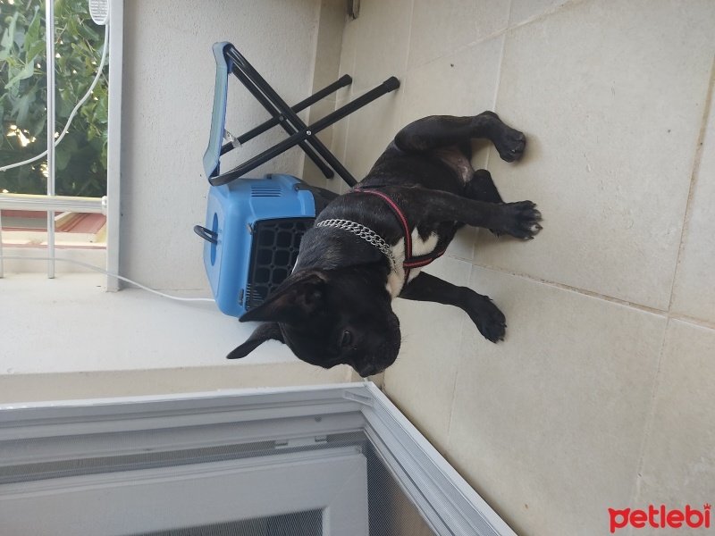 Fransız Bulldog, Köpek  Ares fotoğrafı