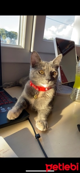 Tekir Kedi, Kedi  Prenses fotoğrafı