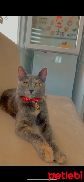 Tekir Kedi, Kedi  Prenses fotoğrafı