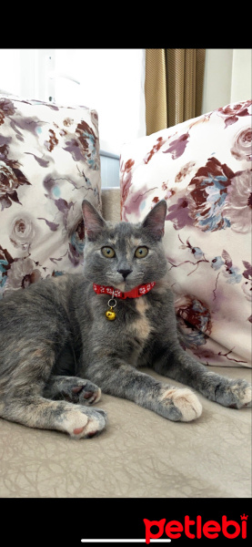 Tekir Kedi, Kedi  Prenses fotoğrafı