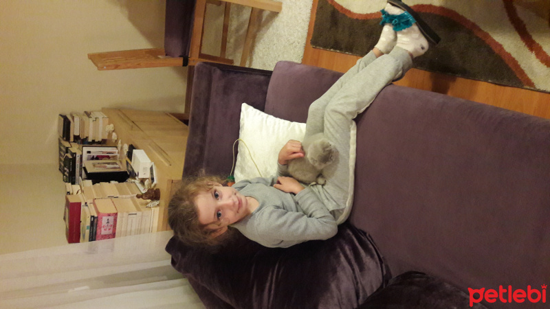 Scottish Fold, Kedi  Cokie fotoğrafı