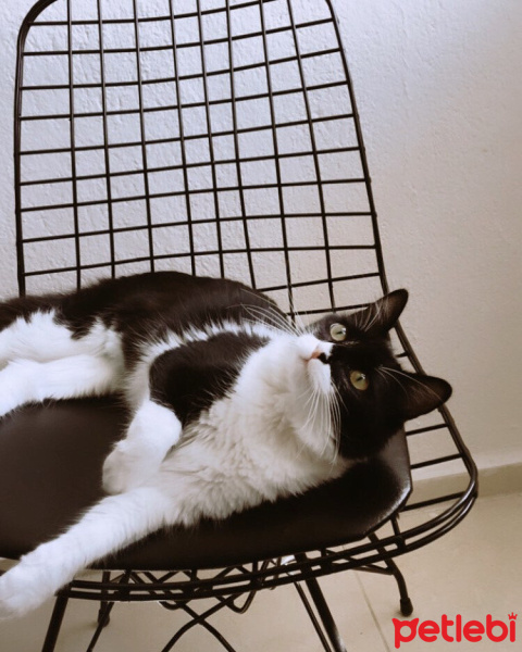 Tekir Kedi, Kedi  Zeytin fotoğrafı