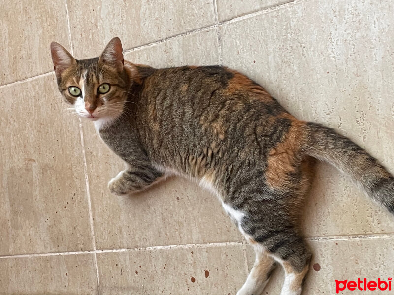 American Shorthair, Kedi  Şans fotoğrafı