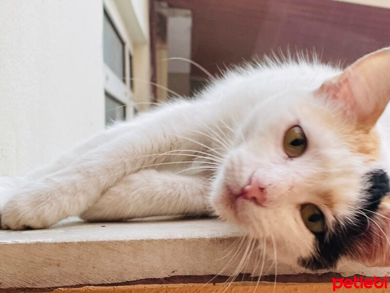 American Shorthair, Kedi  Şans fotoğrafı