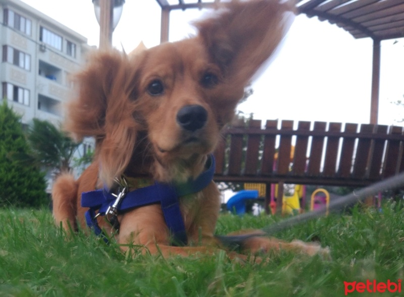 Amerikan Cocker Spaniel, Köpek  Pina fotoğrafı