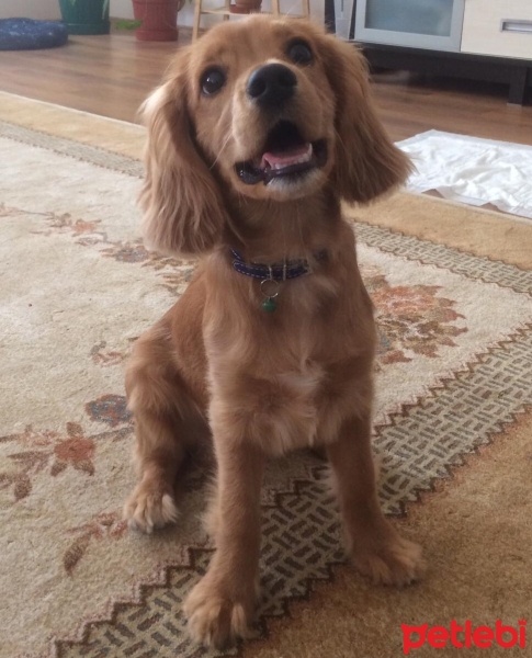 Amerikan Cocker Spaniel, Köpek  Pina fotoğrafı