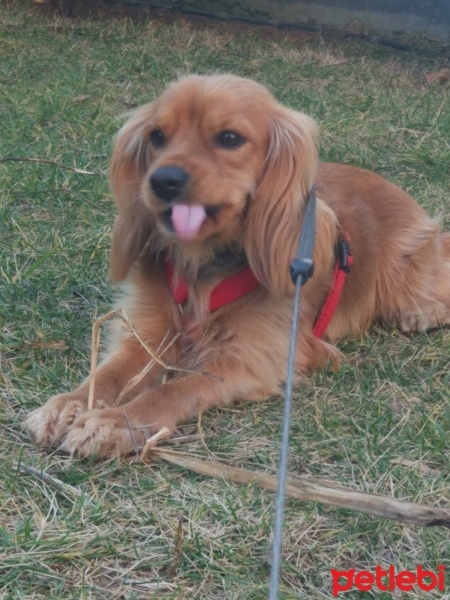 Amerikan Cocker Spaniel, Köpek  Pina fotoğrafı