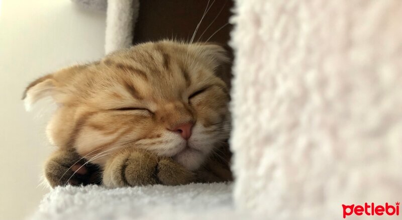 Scottish Fold, Kedi  Badem fotoğrafı