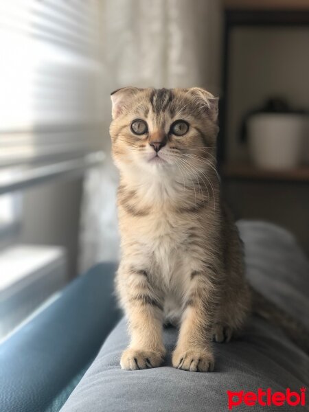 Scottish Fold, Kedi  İsmini alıcısı koyucak :) fotoğrafı