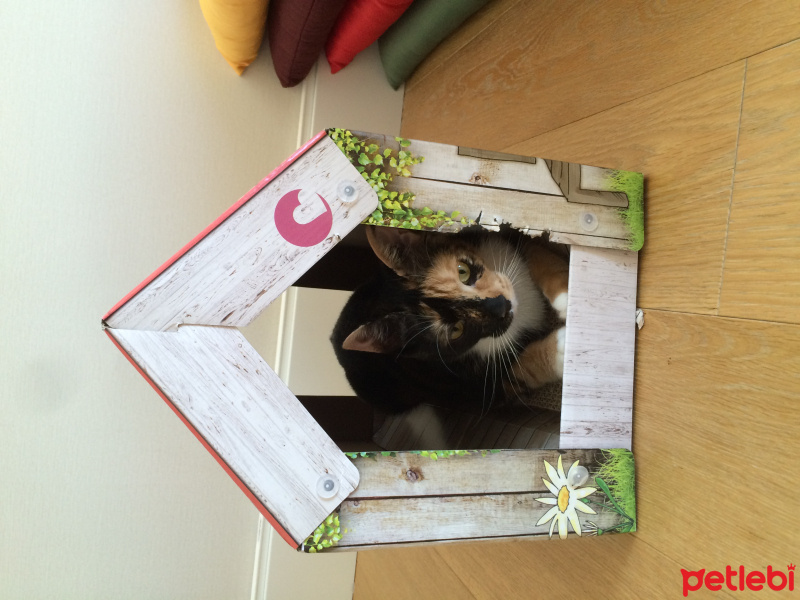 Tekir Kedi, Kedi  Çirkin fotoğrafı