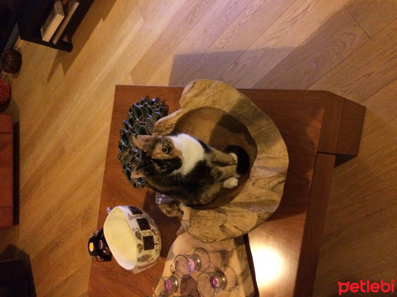 Tekir Kedi, Kedi  Çirkin fotoğrafı