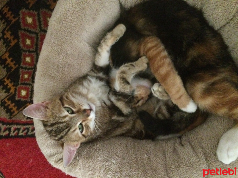 Tekir Kedi, Kedi  Miskin fotoğrafı