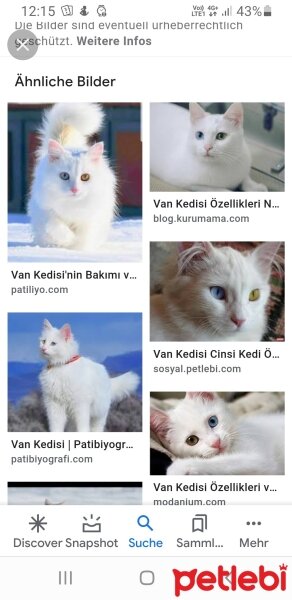 Van Kedisi, Kedi  Kedi arıyorum fotoğrafı