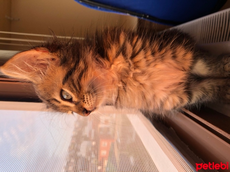 Tekir Kedi, Kedi  Müezza fotoğrafı