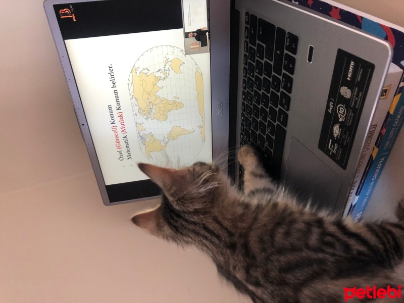 Tekir Kedi, Kedi  Müezza fotoğrafı