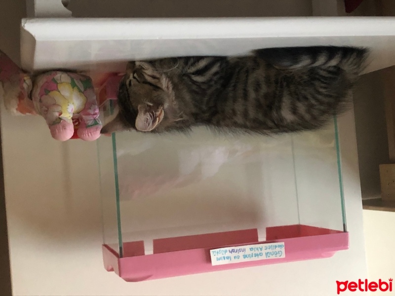 Tekir Kedi, Kedi  Müezza fotoğrafı