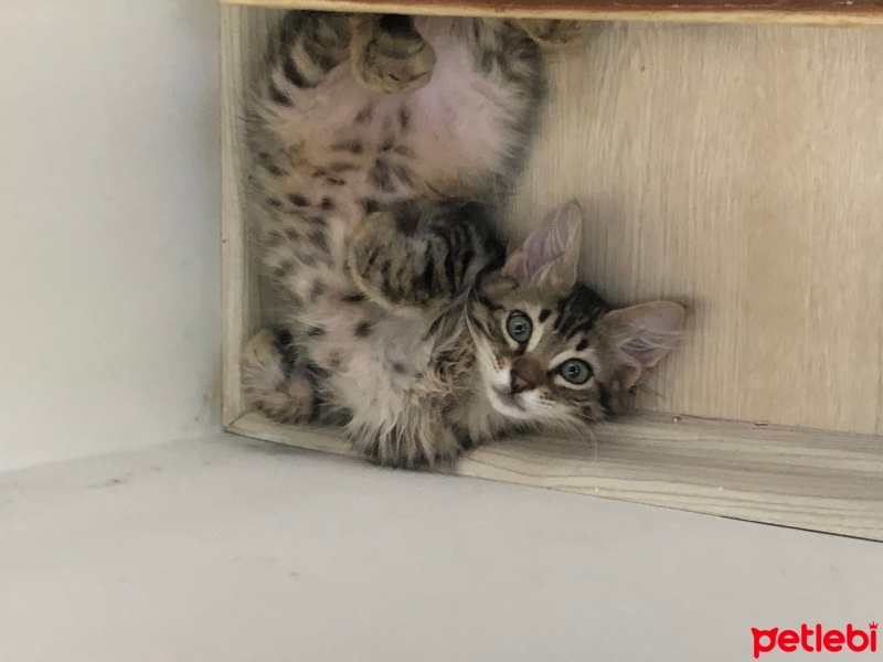 Tekir Kedi, Kedi  Müezza fotoğrafı