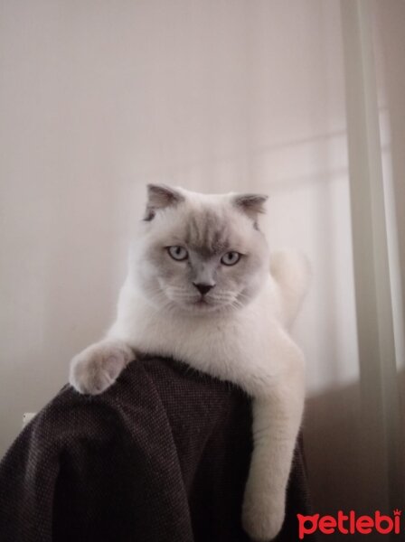 Scottish Fold, Kedi  Çakır fotoğrafı