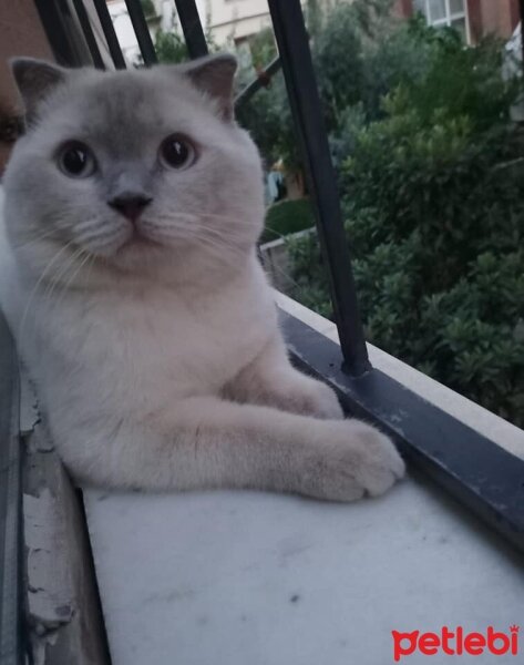 Scottish Fold, Kedi  Çakır fotoğrafı