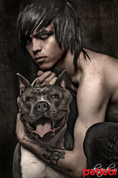 Dogo Arjantin, Köpek  pıtbıll fotoğrafı