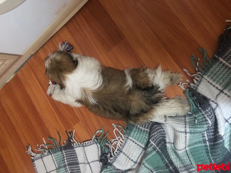 Shih Tzu, Köpek  Safkan shıt tzu fotoğrafı