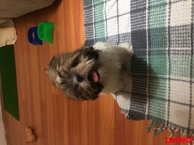 Shih Tzu, Köpek  Safkan shıt tzu fotoğrafı