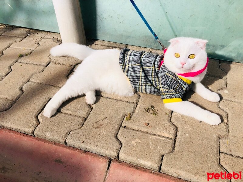 Scottish Fold, Kedi  Sütlaç fotoğrafı