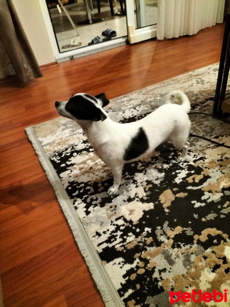 Sokö (Sokak Köpeği), Köpek  Çıtır fotoğrafı