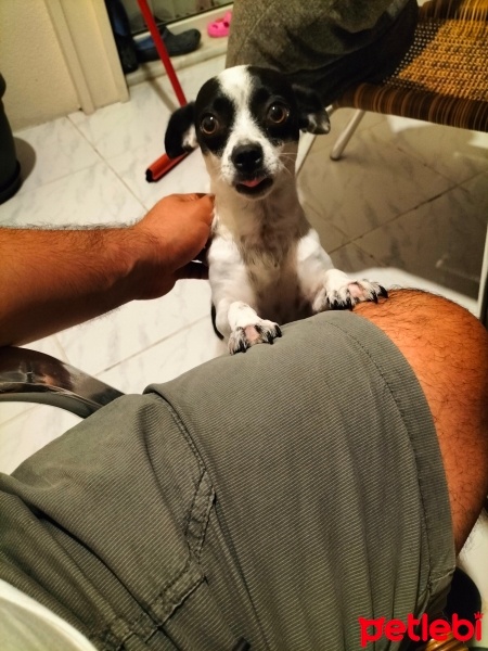 Sokö (Sokak Köpeği), Köpek  Çıtır fotoğrafı