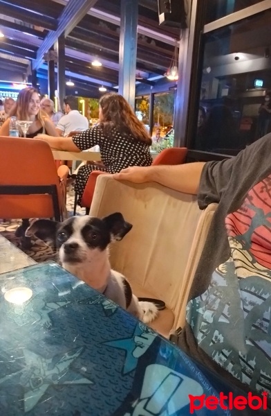 Sokö (Sokak Köpeği), Köpek  Çıtır fotoğrafı