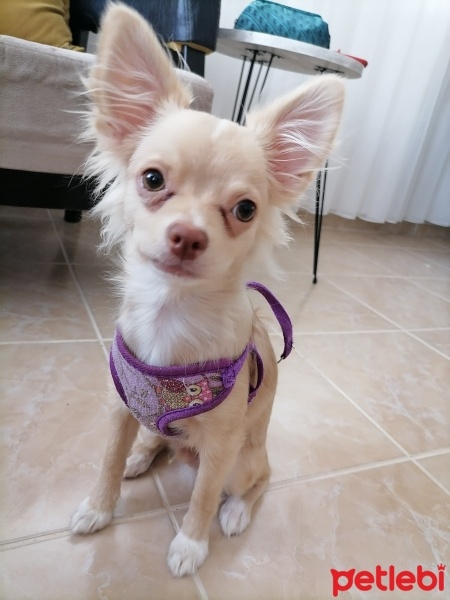 Chihuahua, Köpek  Doggy fotoğrafı