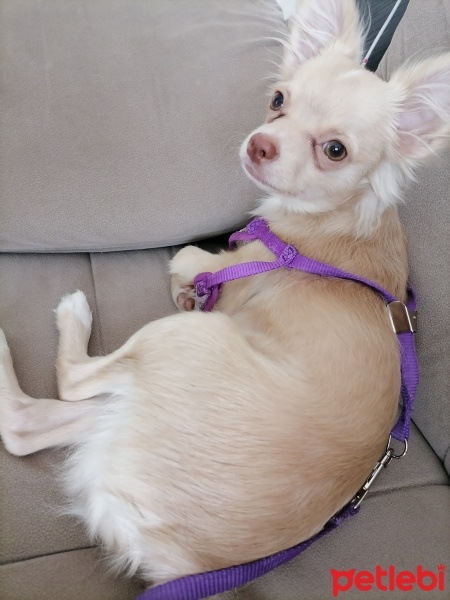 Chihuahua, Köpek  Doggy fotoğrafı