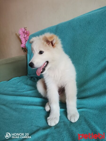 Samoyed, Köpek  Alex fotoğrafı