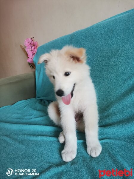 Samoyed, Köpek  Alex fotoğrafı