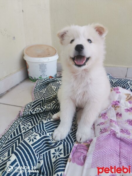 Samoyed, Köpek  Alex fotoğrafı