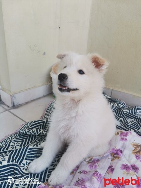 Samoyed, Köpek  Alex fotoğrafı